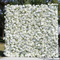 White 01